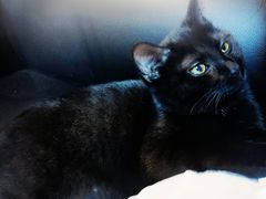 -芭比堂动物医院·犬猫全科·异宠专科(雁塔分院)