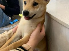 -浣熊柯尔鸭土拨鼠·电玩咖