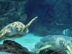 -上海海洋水族馆