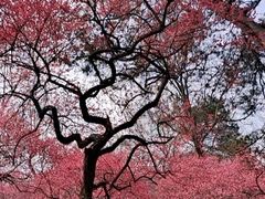 -杭州植物园