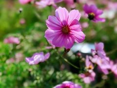-花开海上生态园