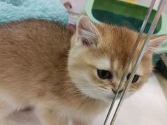 -糯米喵星人总部直营旗舰店·猫舍·幼猫出售