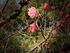 -梅花山(明孝陵内)