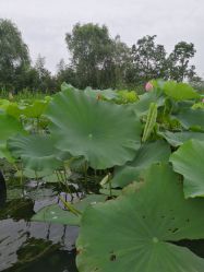 -剑鱼皮划艇俱乐部(石湖基地)