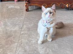 -纳吉亚猫专科动物医院博雅分院