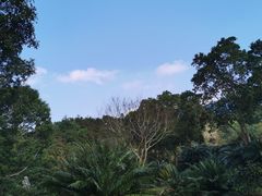 -深圳仙湖植物园