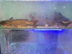 -鱼酷活鱼烤鱼(南京水游城店)