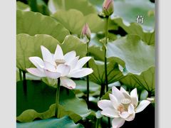 -荔湾湖公园