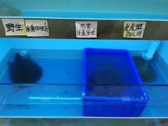 -潮信鱼头王(西环店)