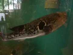 -天正河鲀·河豚亭(大连店)