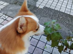 -小梁哥云吞面(黄贝岭店)