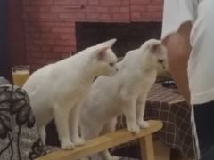 -万小咖.猫咖(中山路天虹店)