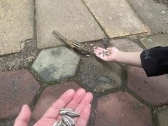 -五营红松林海景区