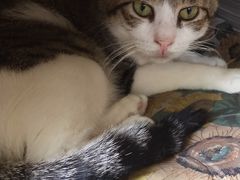 -海边的猫和咖啡馆