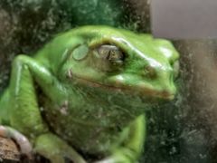 -上海大自然野生昆虫馆(东方明珠·爬宠昆虫探索中心)