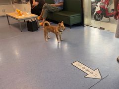 -顺强宠物诊所·狂犬免疫·夜诊·骨科(嘉定店)