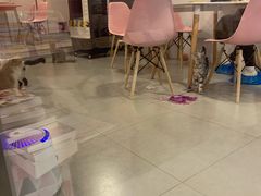 -三花喵·撸猫购宠·宠物生活馆(虹桥南丰城店)