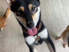 -柴犬高等学院·狗咖·柴犬售卖·宠物训练