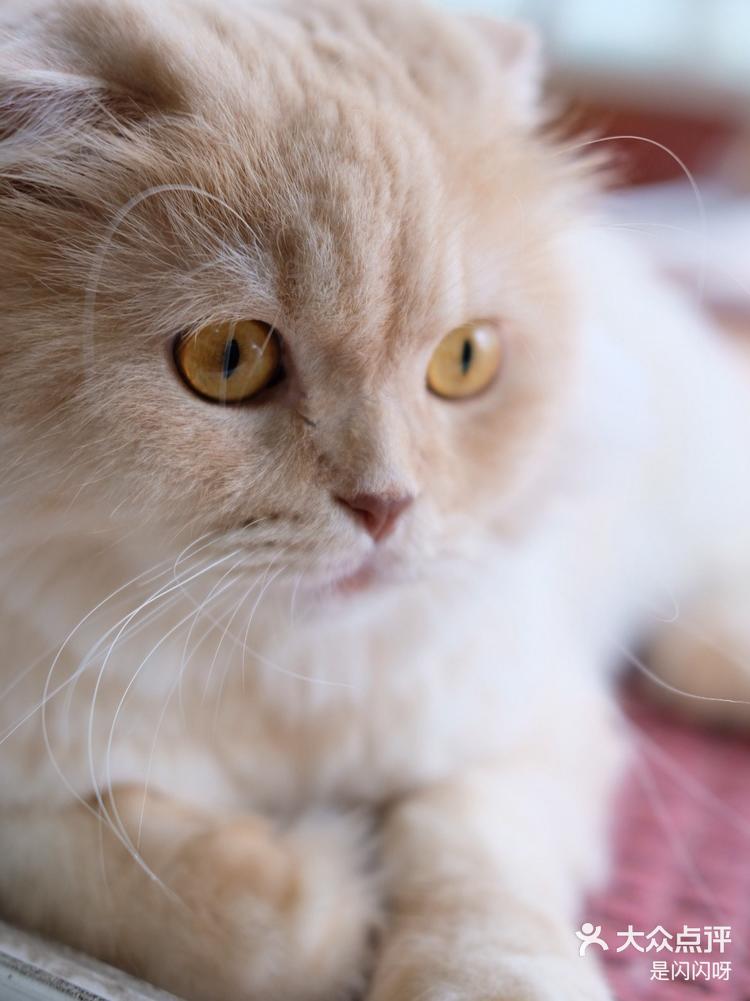 八喜的盛世美颜你一本正经的样子真好看呀