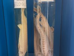 -上海海洋大学鱼文化博物馆(军工路校区)