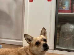 -美联众合动物医院·24h京西诊疗中心