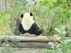 -成都大熊猫繁育研究基地