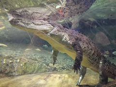 -迪拜水族馆及水下动物园