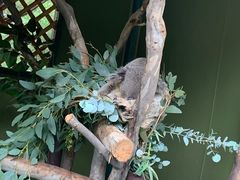 -费瑟代尔野生动物园