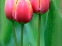 2Z0A5268-洛阳郁金香牡丹园