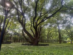 -徐家汇源景区-衡山公园