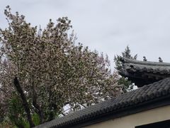 -桃花堤公园