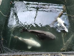 -蓝湾碧波·老字号·疍家非遗海上餐厅