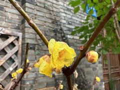 -巡塘古镇
