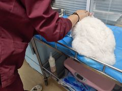-瑞派·关忠动物医院·猫专科·犬专科(三环新城店)