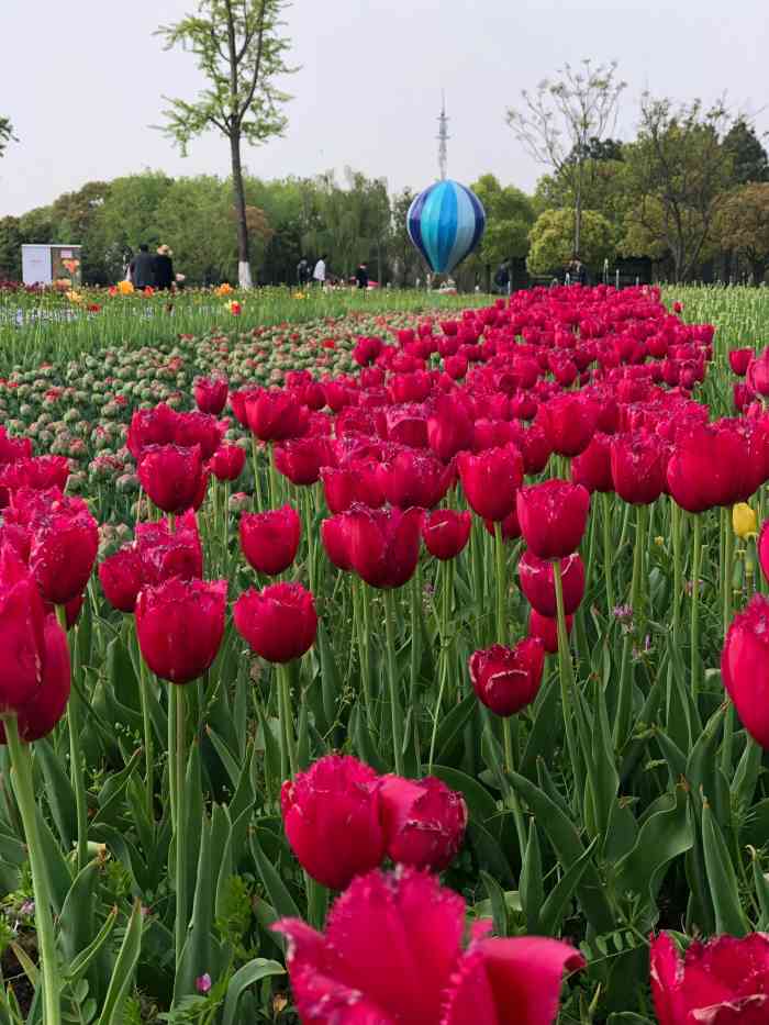 巴城郁金香公园-"郁金香开放的时候去看看郁金香,心情会非常.