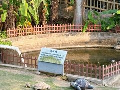 -广东惠东海龟国家级自然保护区