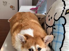 -汪说·狗咖·拼豆·宠物周边DIY(旺城大厦店)