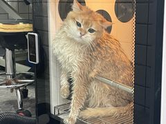 -瑞派宠物医院·犬猫全科·猫友好(宾水西道店)