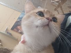 -飞行喵MR PILOT|猫舍·猫咖(静安大融城店)