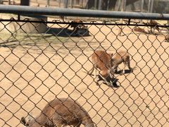 -石家庄市动物园