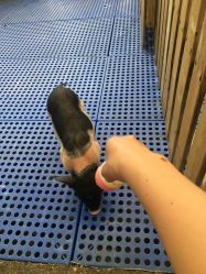 -萌宠亲子动物乐园(槐房万达店)