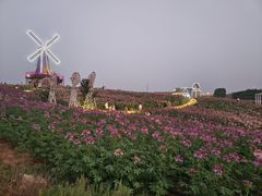 -大塘金香草谷