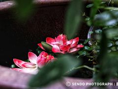-甜阿姨·天台花园私房菜(万松园店)