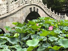 -莲湖公园