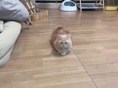 -唐小姐の私宠·宠物洗护美容·撸猫馆·购宠(周浦万达旗舰店)