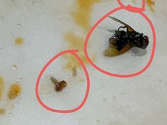 -翡翠拉面小笼包(岭南新天地店)
