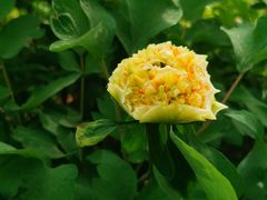 -洛阳市隋唐城遗址植物园