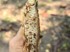 -大马弄蒋师傅美食酥鱼(察院前店)