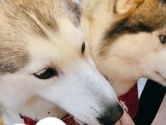 -Husky Go! 哈士奇体验馆·宠物咖啡厅狗咖