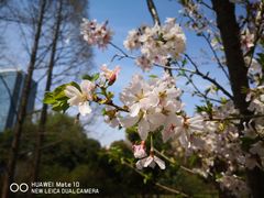 -新虹桥中心花园